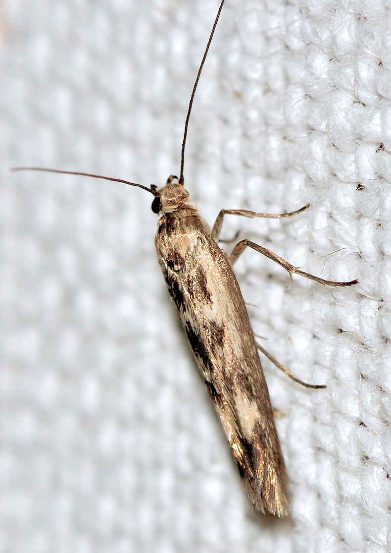 Nuovi Microlepidotteri del 2012 - Scythris limbella